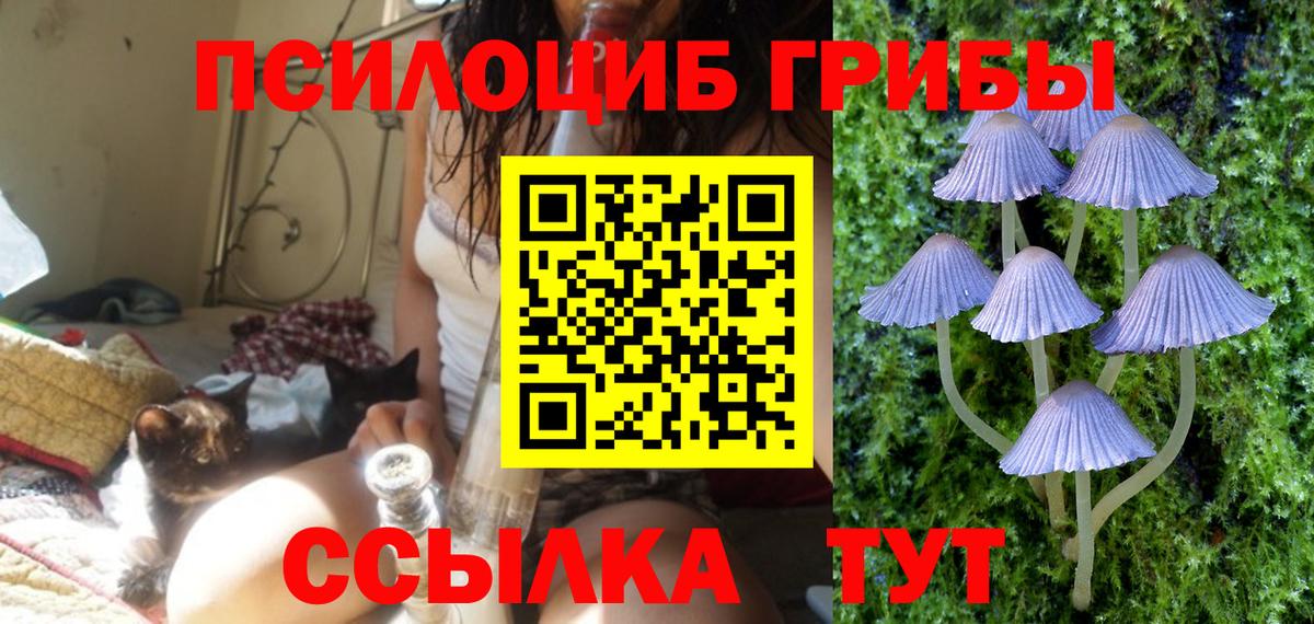 Псилоцибиновые грибы Psilocybe Долгопрудный