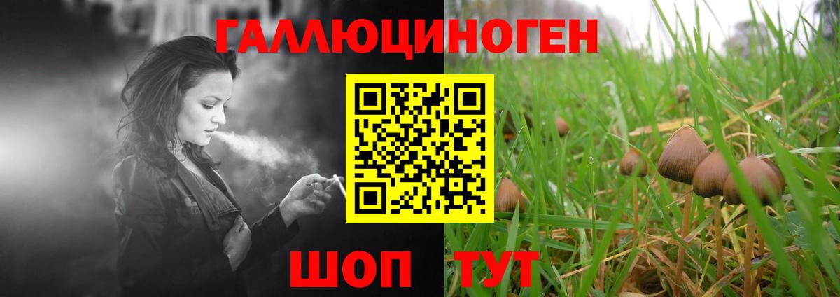 Галлюциногенные грибы прущие грибы  Долгопрудный  Галлюциногенные грибы Psilocybine cubensis 